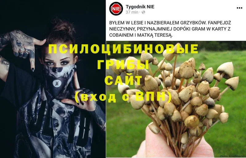 Псилоцибиновые грибы Magic Shrooms  как найти наркотики  Бугульма 